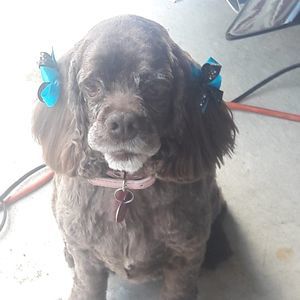 Meet your Posher, Amy